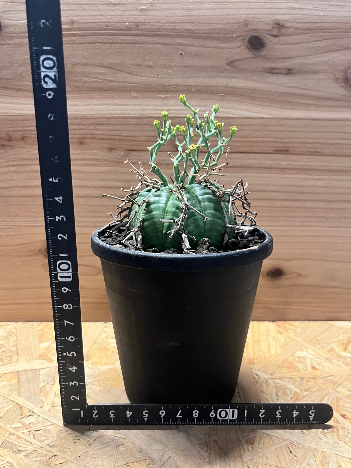 ユーフォルビア スーパーバリダ ユーフォルビア スーパーバリダ | GREEN LUCK