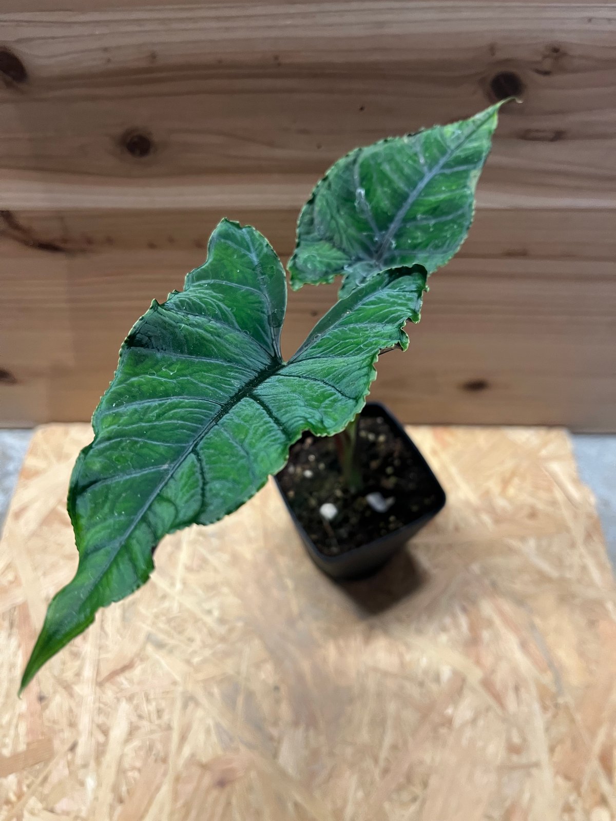 アロカシア オラニ | GREEN LUCK