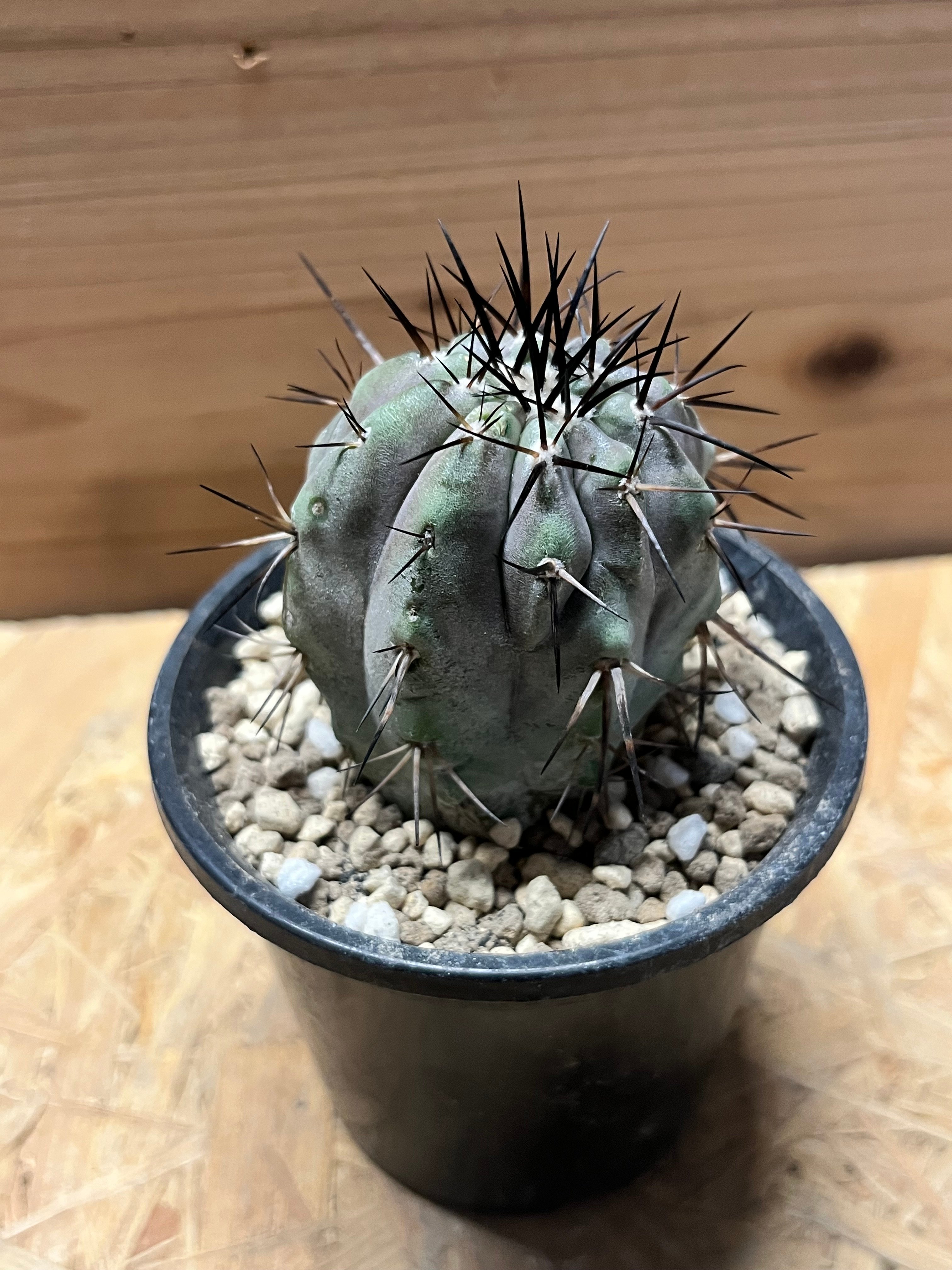 現地球　輸入株　カキコ　Copiapoa　コピアポア シネレア　黒王丸 コピアポア シネレア 黒王丸 カキコ | GREEN LUCK