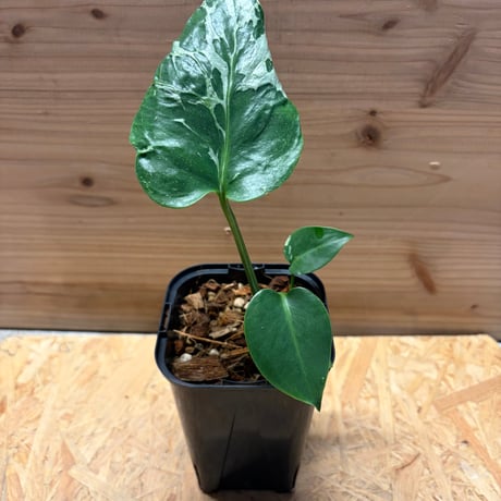 モンステラデリシオーサバルバソー | STORES