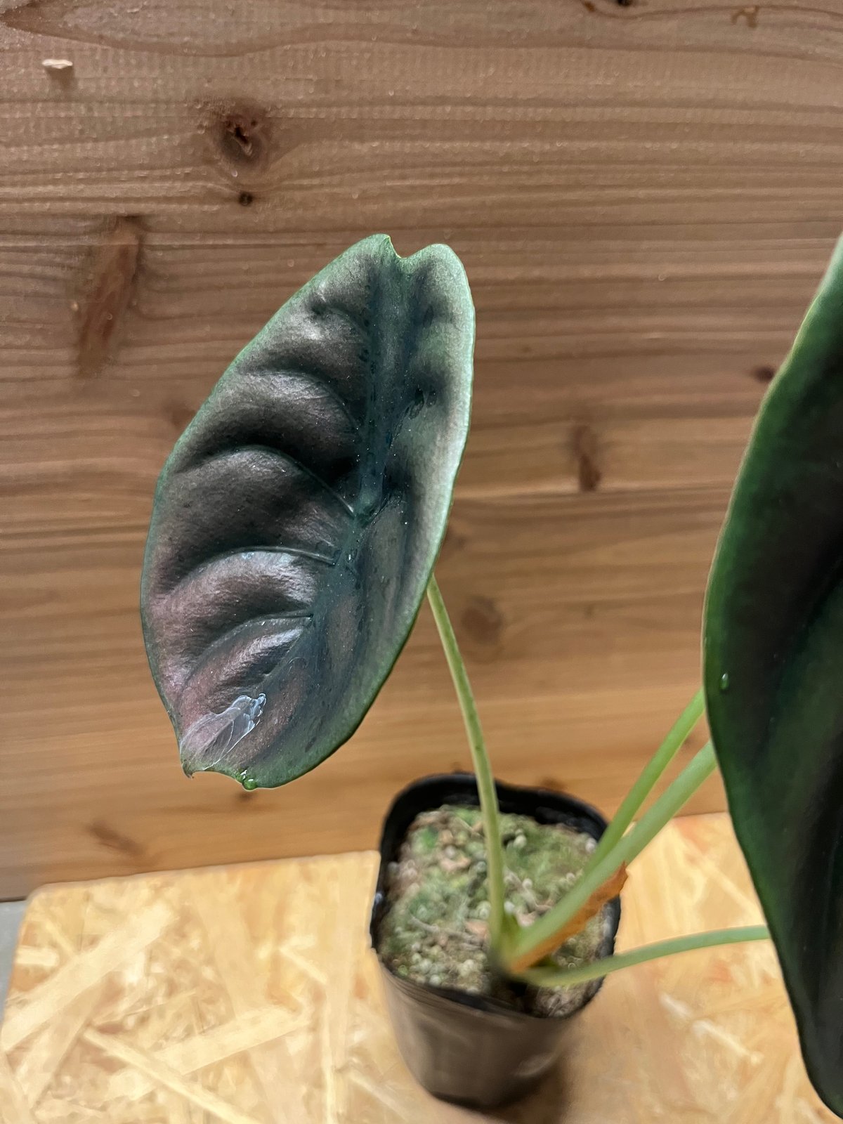 アロカシア クプレア レッドシークレット | GREEN LUCK