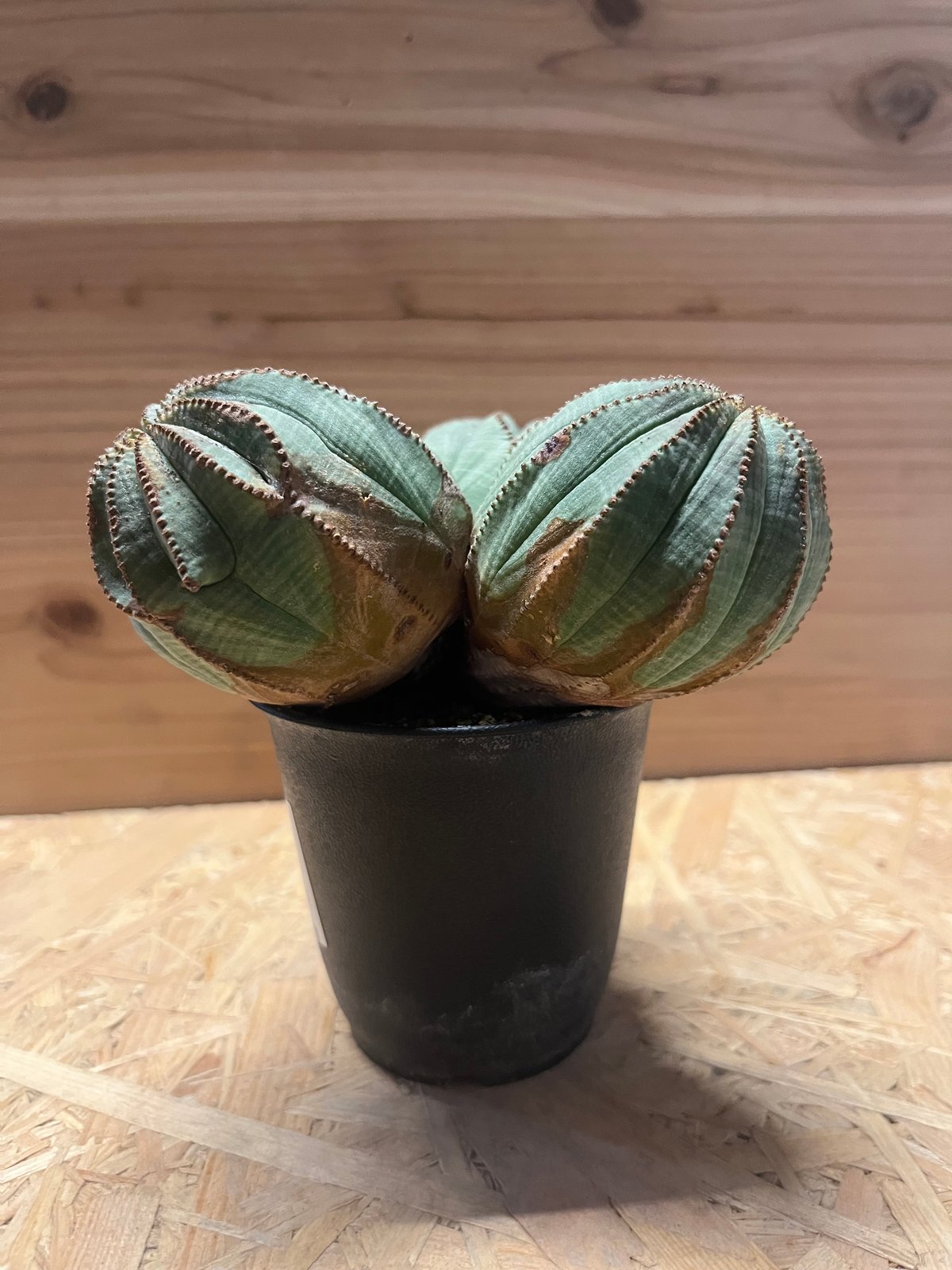 激レア 3頭 希少 ユーフォルビア オベサ Euphorbia obesa 選抜 ユーフォルビア オベサ 3頭 | GREEN LUCK