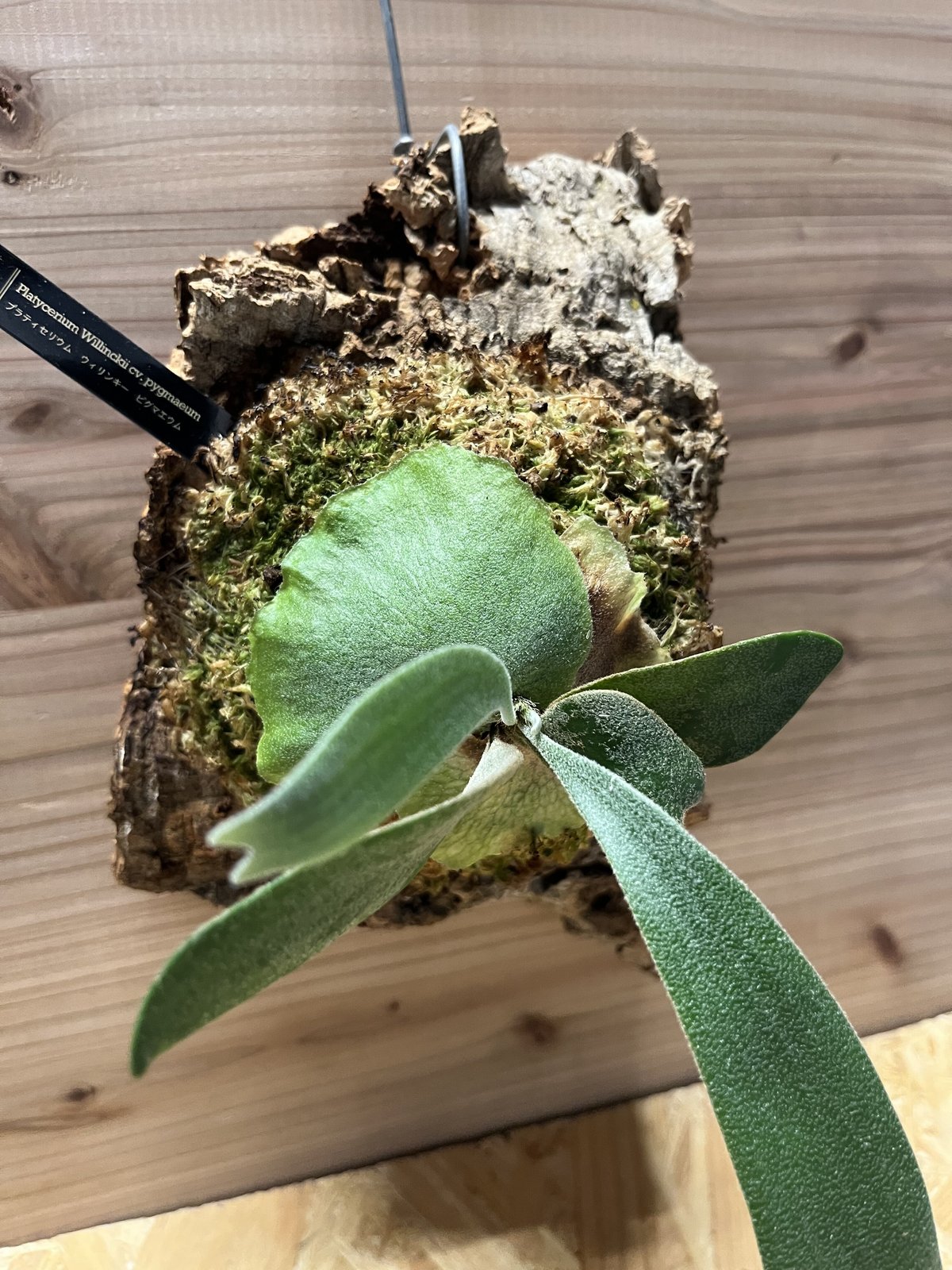 ビカクシダ　ピグマエウム　中株 ビカクシダ ピグマエウム 子株 【公式通販】