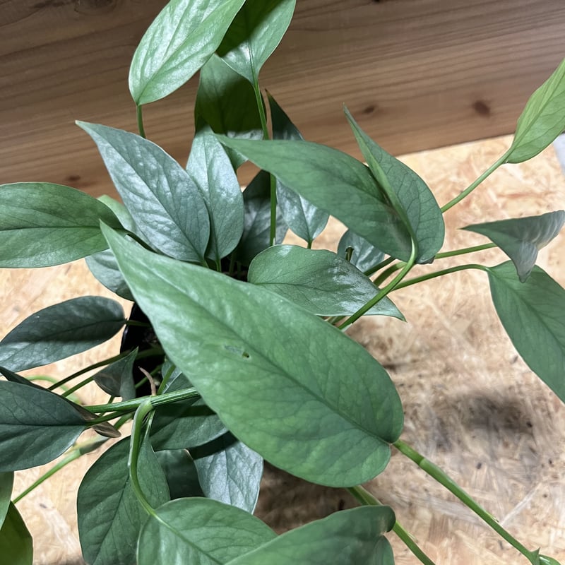 エピプレムナム　ピナツム　セブブルー 楽天市場】Cebu-Blue（セブブルー） 3号typeエピプレムナム