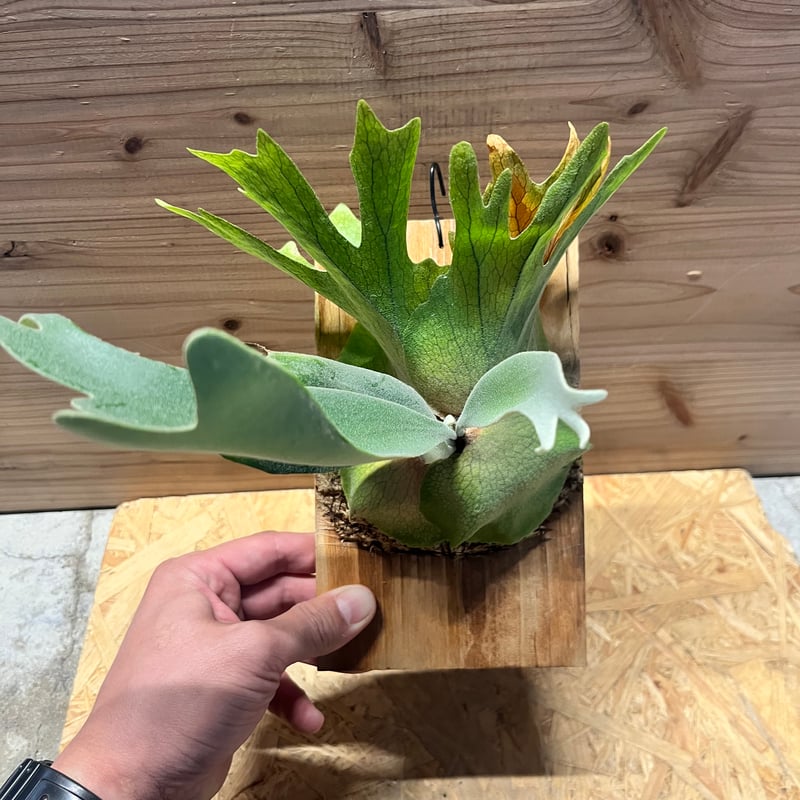 ビカクシダ ウィリンキー | GREEN LUCK