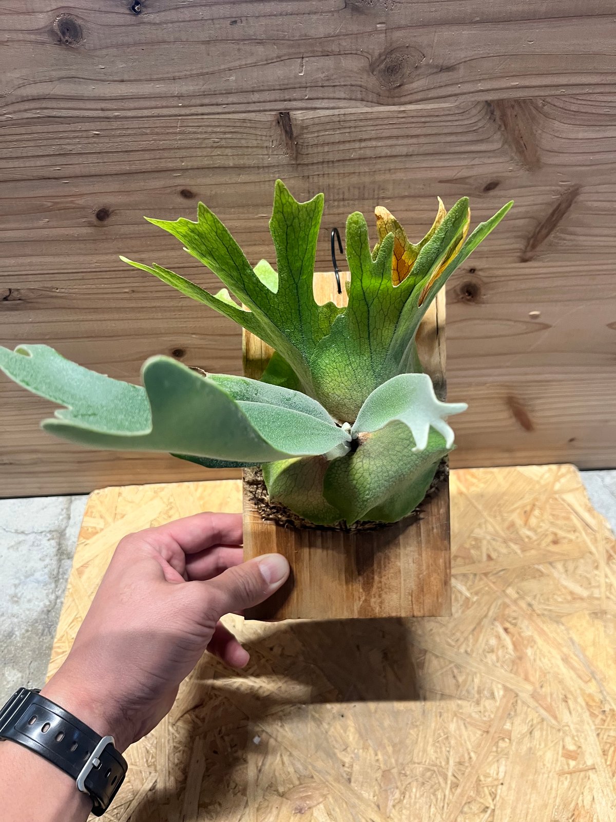 ビカクシダ ウィリンキー | GREEN LUCK