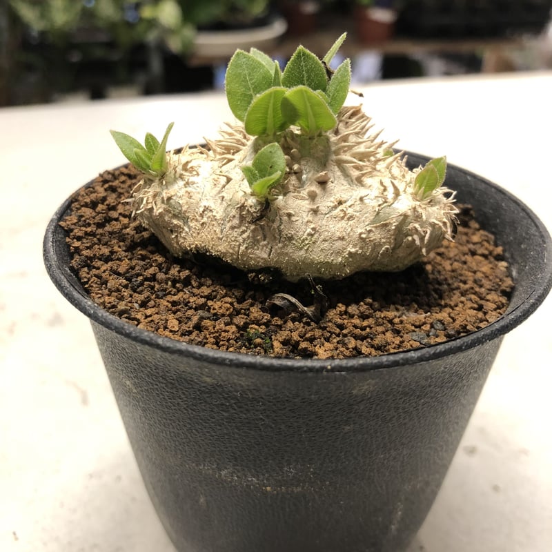 ★値下げ★パキポディウム　恵比寿笑　現地球【匿名配送】 期間限定】パキポディウム