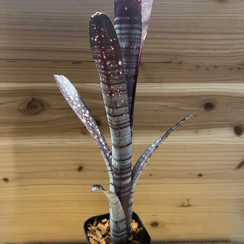 ビルベルギア マッドマックス | GREEN LUCK