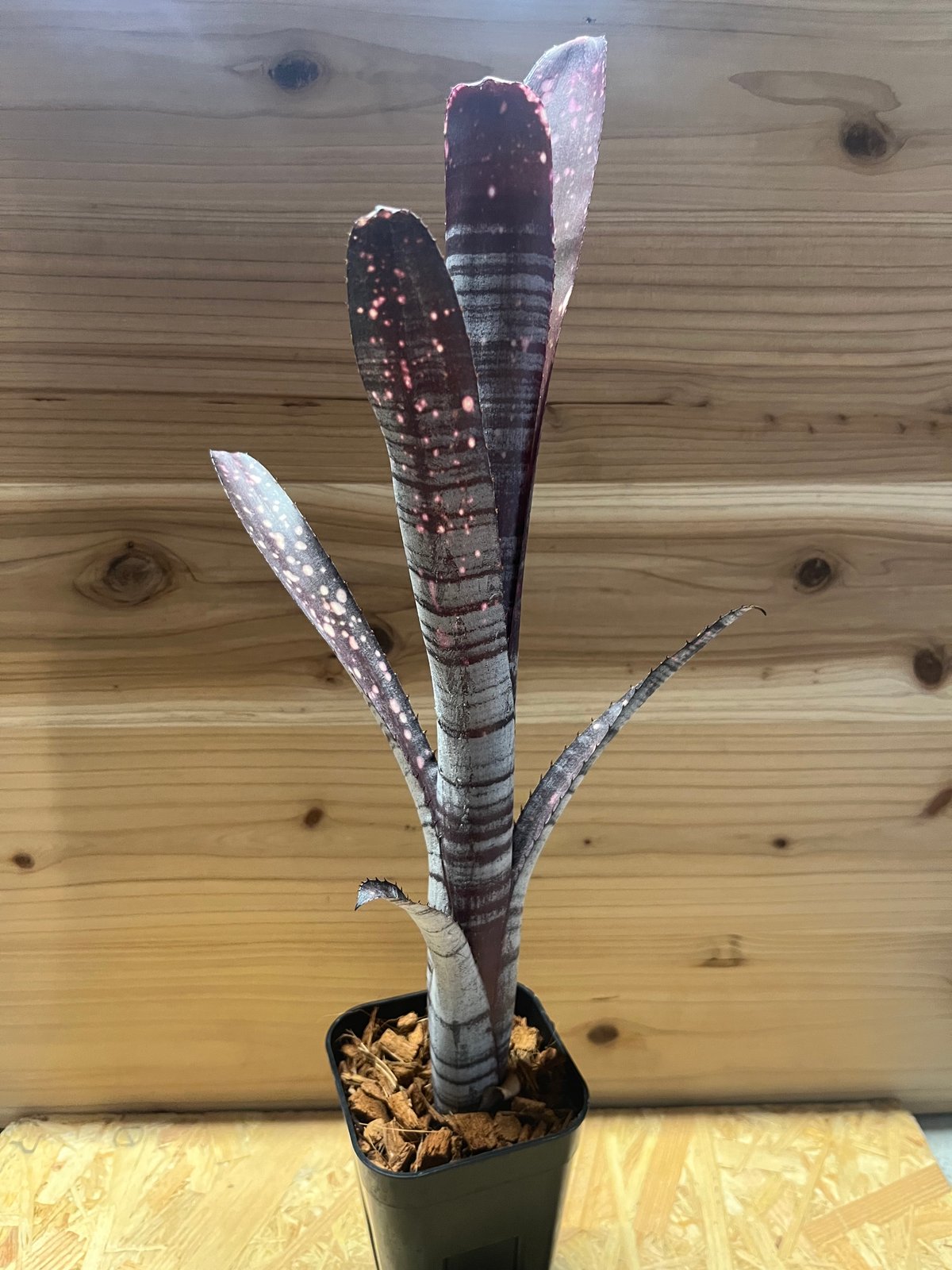 (期間限定)Billbergia 'Mad Max' ビルベルギア マッドマックス | GREEN LUCK