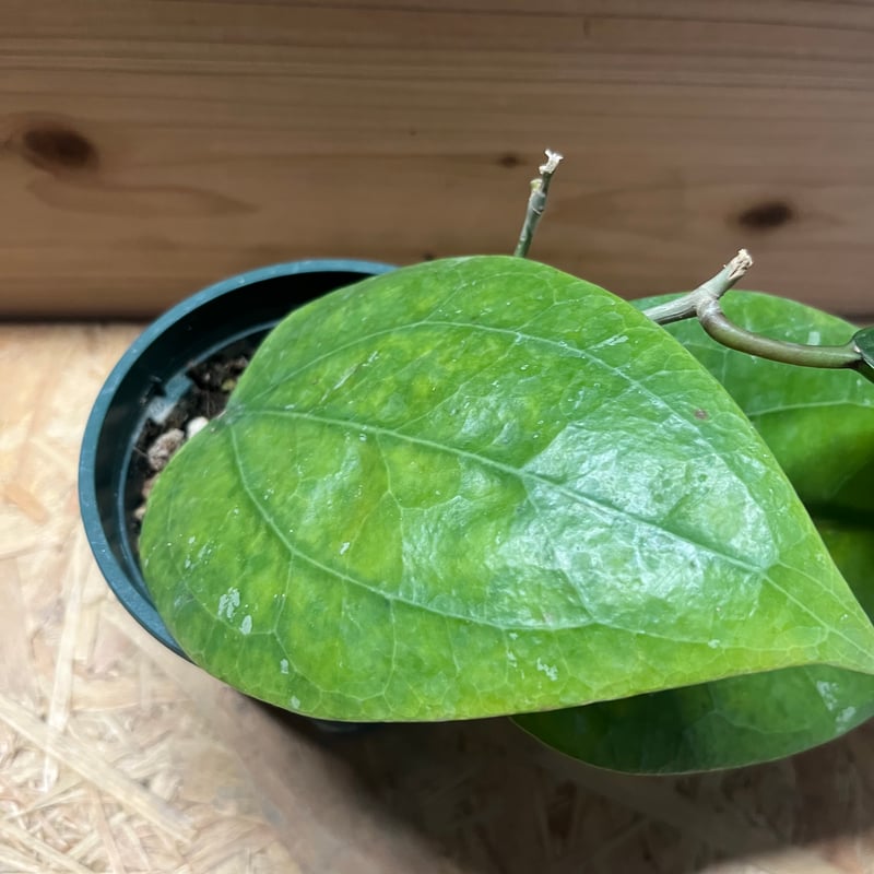 ホヤ グラブラ ボルネオ | GREEN LUCK