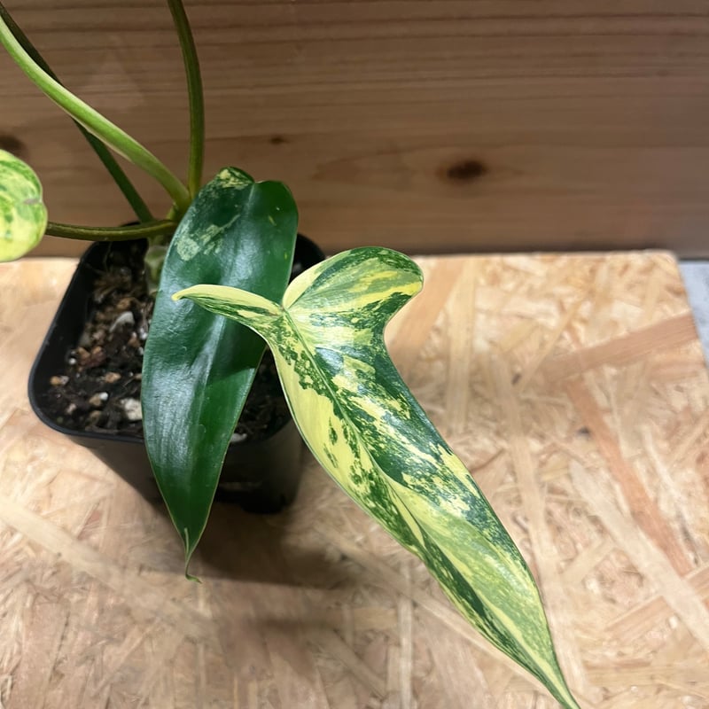 フィロデンドロン フロリダビューティー | GREEN LUCK