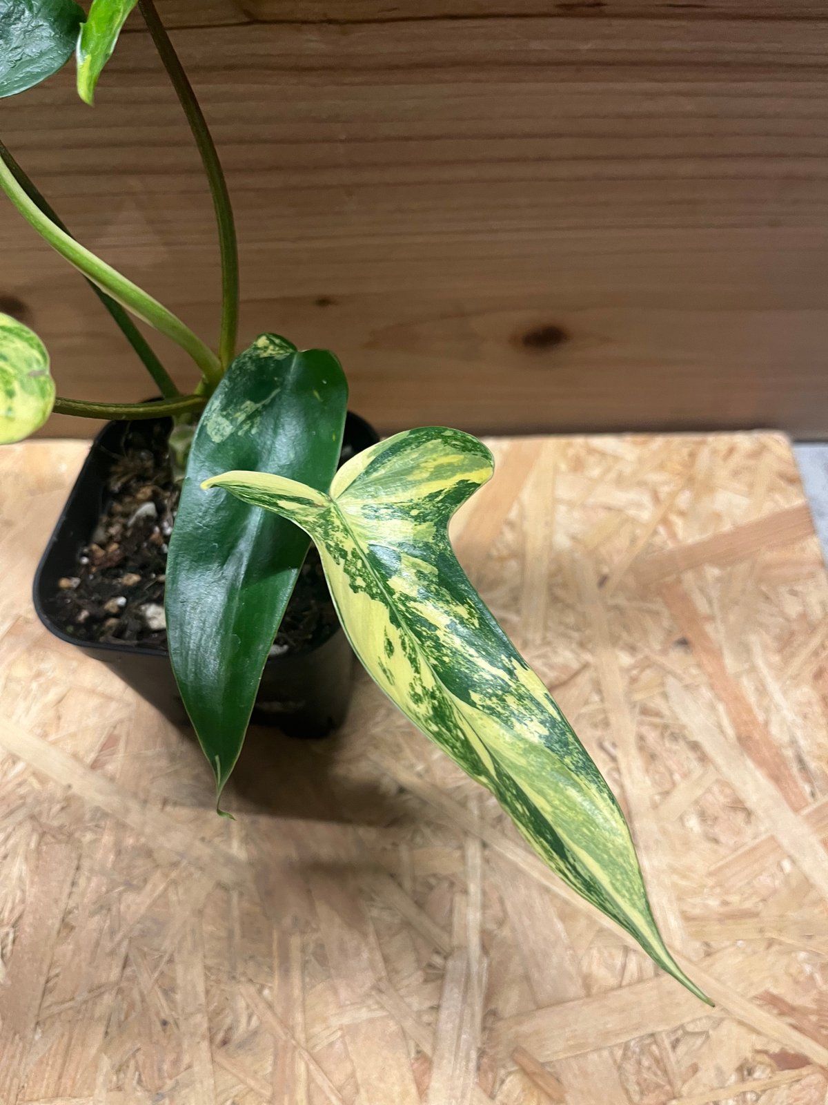 専用‼️✨希少種✨　フィロデンドロン　フロリダビューティー　レア極美斑入り フィロデンドロン フロリダビューティー | GREEN LUCK