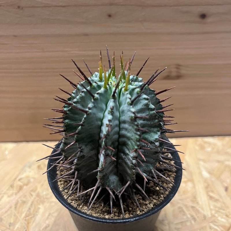 ユーフォルビア ホリダ | GREEN LUCK