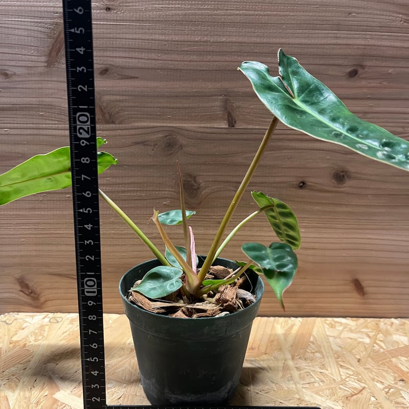 フィロデンドロン・ビリエティアエ フィロデンドロン ビリエティアエ（オレンジクレーン）：写真