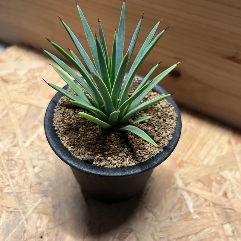 アガベ　鉢ごと　ストリクタナナ 　吹上　コンパクタ アガベ 鉢ごと ストリクタナナ 吹上 コンパクタ アガベ