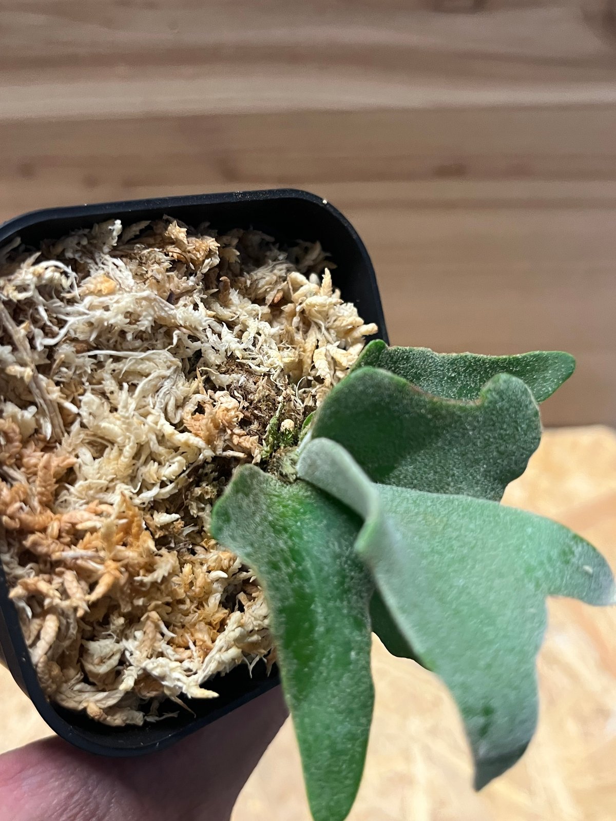 ビカクシダ イエロームーンドワーフ スポア | GREEN LUCK