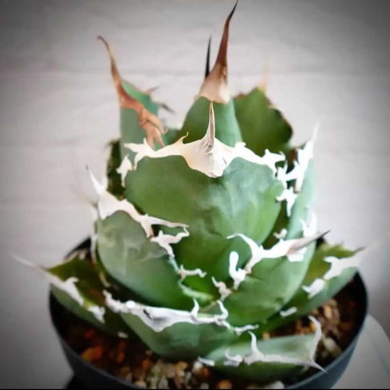 アガベ チタノタ グリフィン | GREEN LUCK