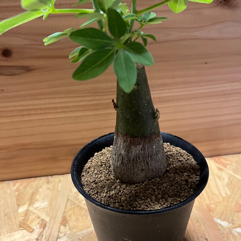 アデニアグラウカ　現品鉢ごと発送 アデニア グラウカ | GREEN LUCK