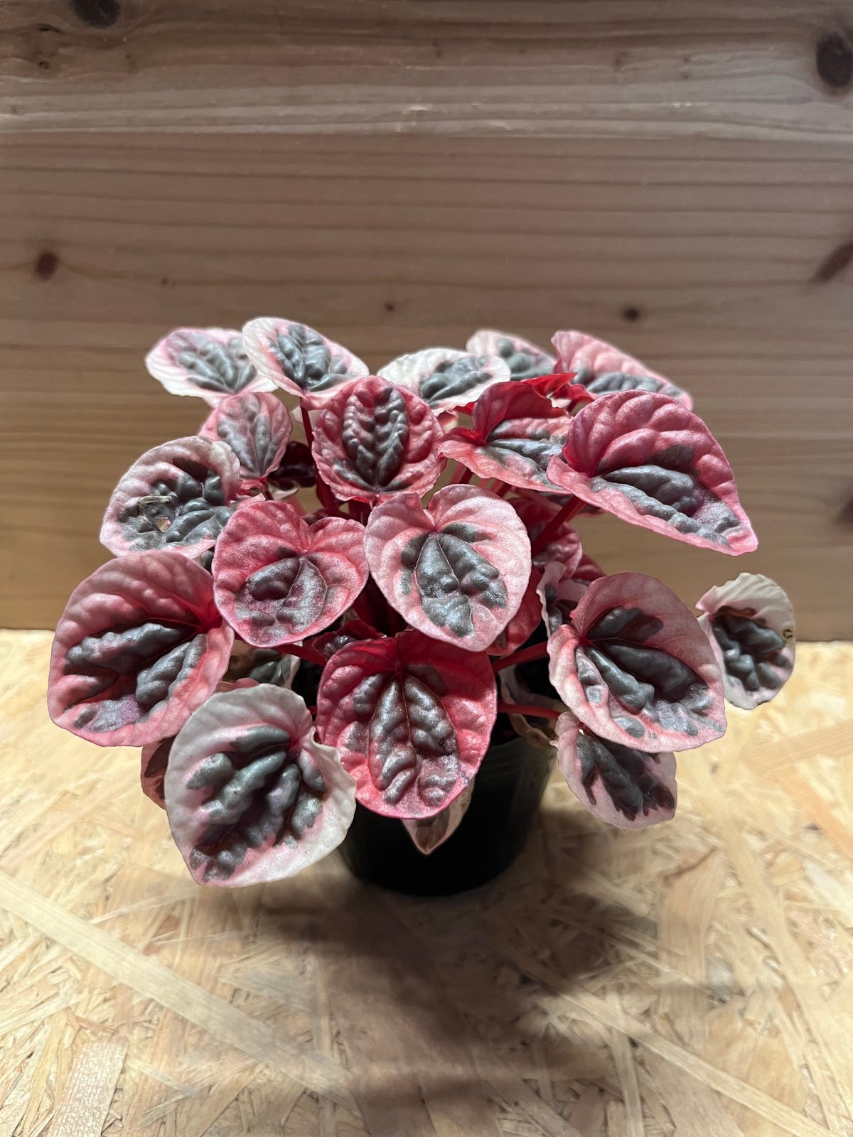 ペペロミア ストロベリークォーツ | GREEN LUCK