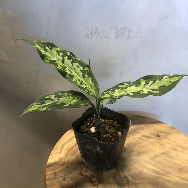 アグラオネマ ピクタム トリカラー エウレカタイプ | GREEN LUCK