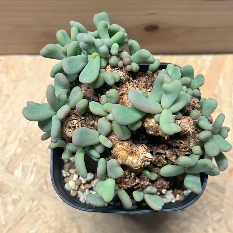 ケラリア ピグマエア | GREEN LUCK