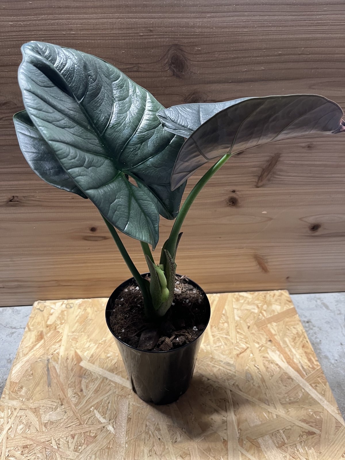 アロカシア　斑入り2点セット アロカシア 斑入り2点セット アロカシア 斑入り2点セット