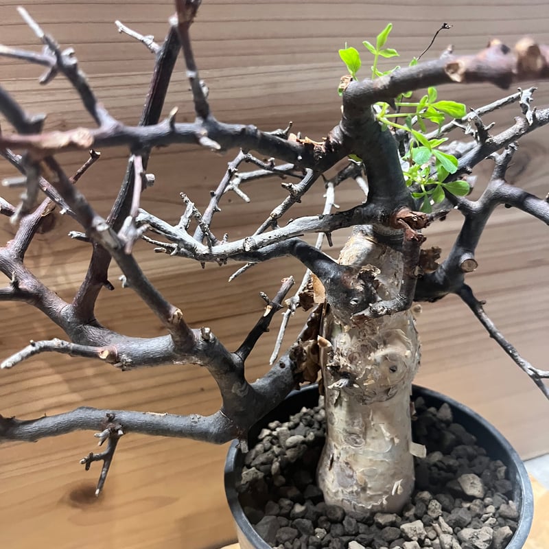 508　コミフォラピュアカタフ ソマリア産 ￼丸株 コレクション Commiphora kataf pure コミフォラ ピュアカタフ 発根済現地株 2