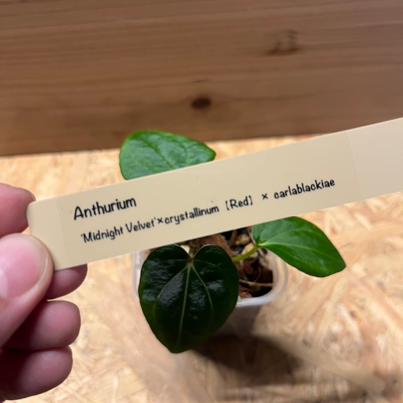 アンスリウム Midnight Velvet×Crystallinum【Red】×Carlab アンスリウム Midnight Velvet×Crystallinum【Red】×Carlab