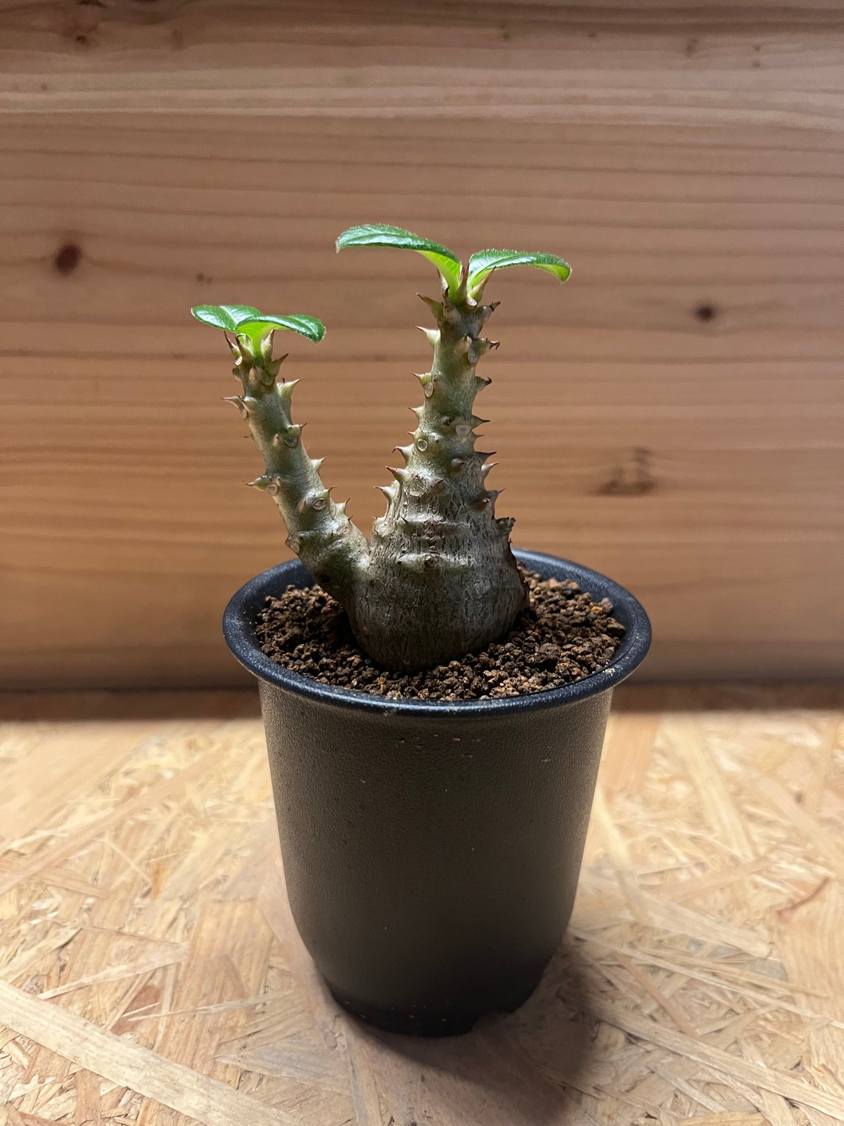 パキポディウム　ウィンゾリー パキポディウム・ウィンゾリー(Pachypodium windsorii