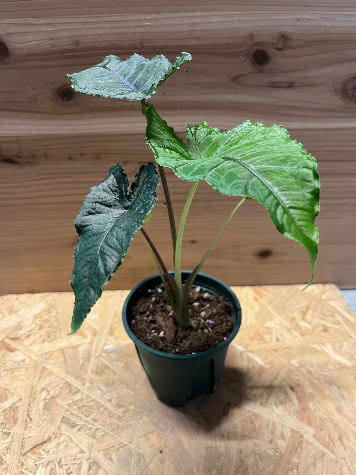 アロカシア オラニ | GREEN LUCK