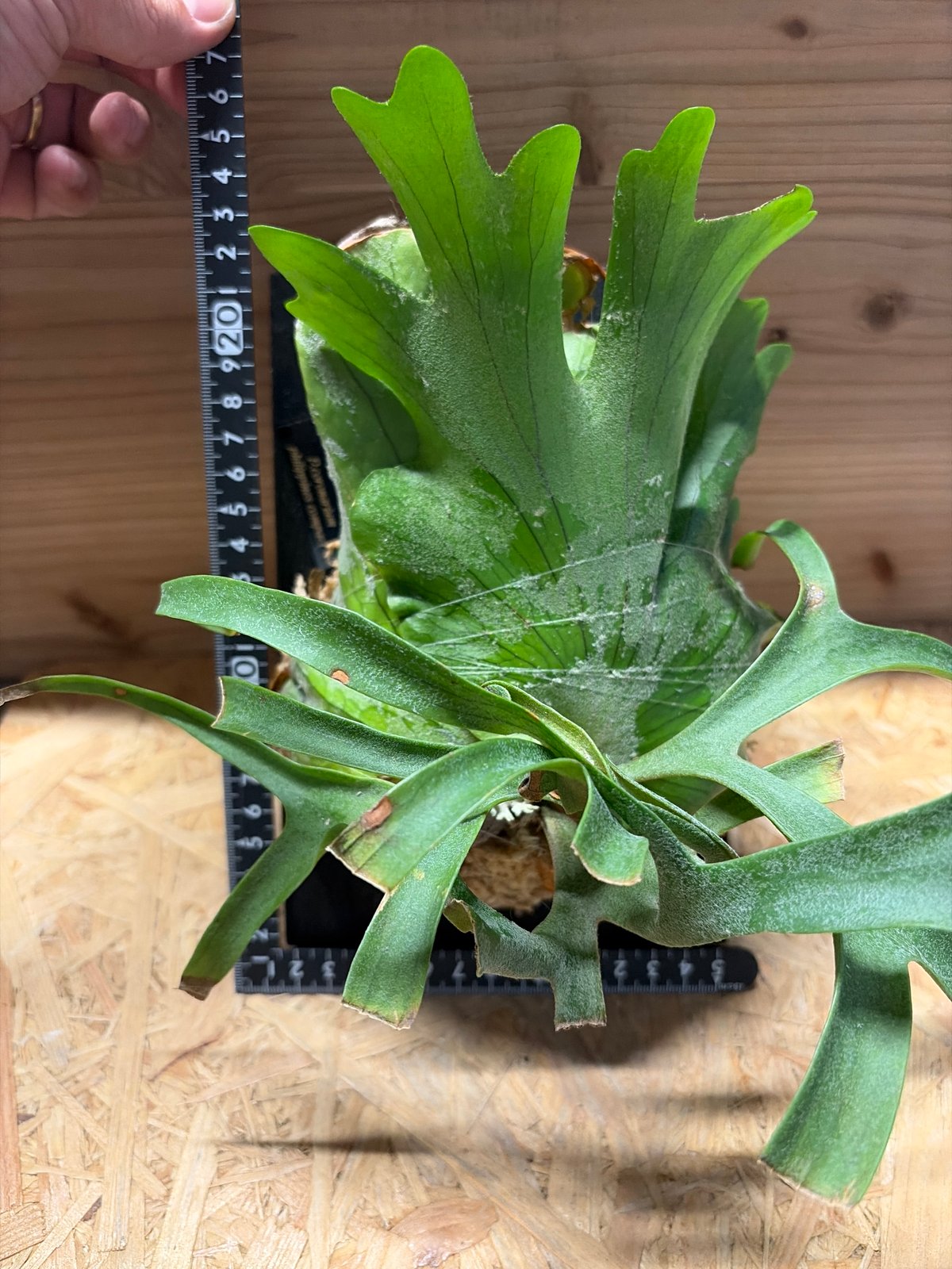 ビカクシダ コロナリウム 'フィリピネス コンパクト' | GREEN LUCK