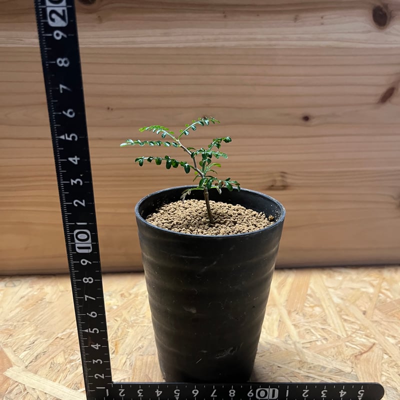 オペルクリカリア パキプス | GREEN LUCK