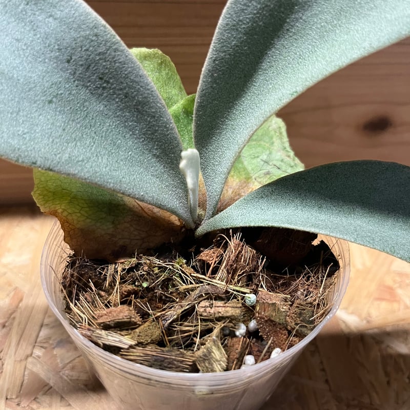 【美株】ウィリンキー・バリ　着生株 / ビカクシダ ビカクシダ ウィリンキーcv.バリ Platycerium willinckii cv.Bal