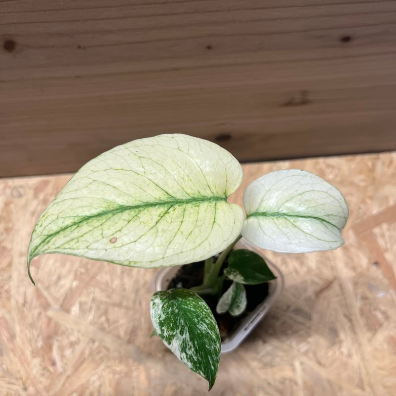 モンステラ デリシオーサ ミント | GREEN LUCK