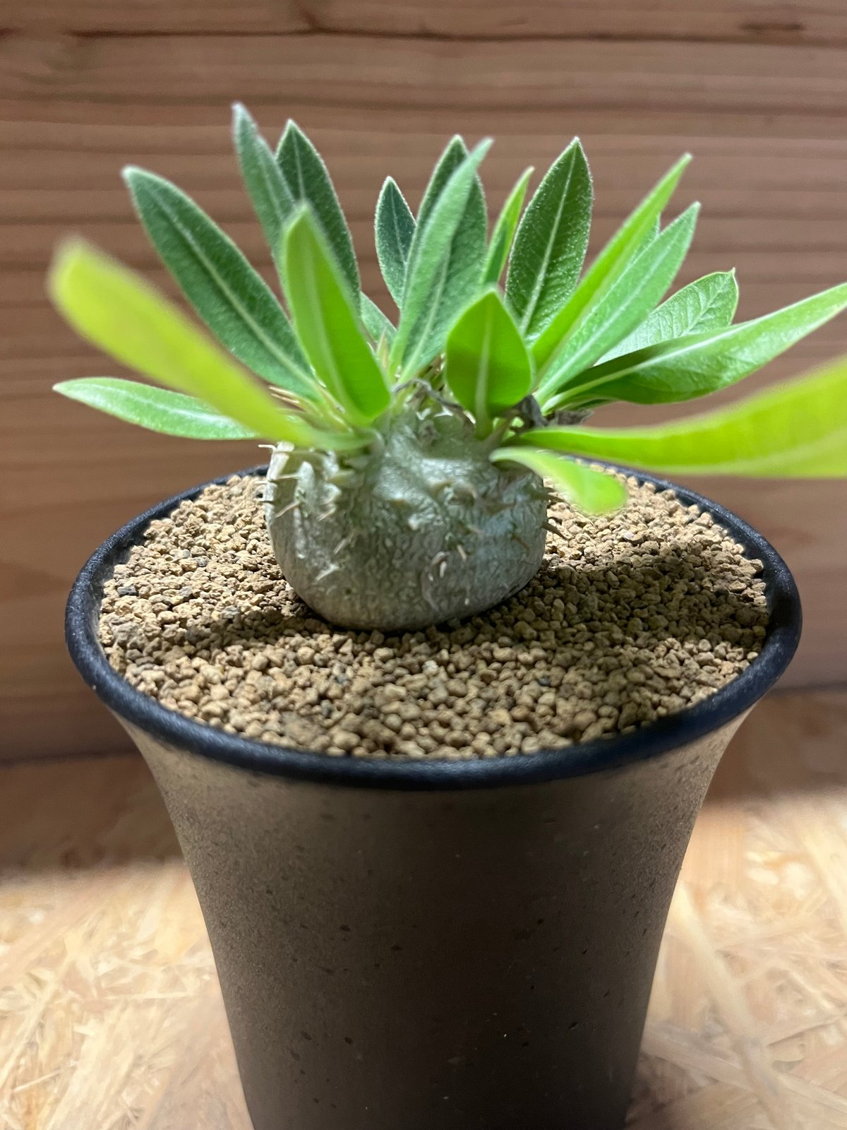 パキポディウム デンシカウレ 恵比寿大黒 | GREEN LUCK