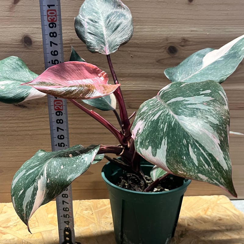 フィロデンドロン ピンクプリンセス マーブルギャラクシー | GREEN LUCK