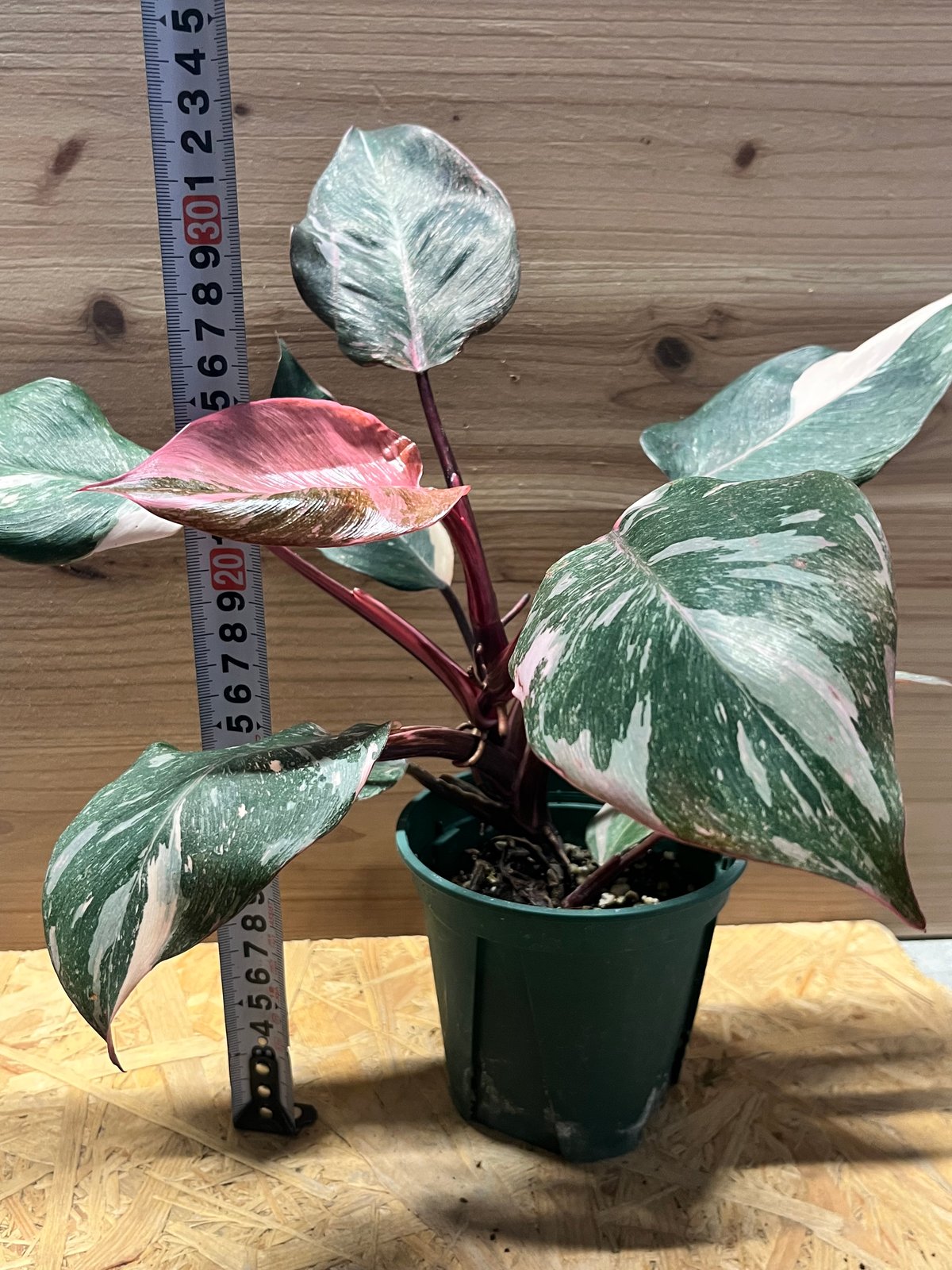 超希少！大ぶり！フィロデンドロン・ピンクプリンセス　マーブルギャラクシー　完成株 フィロデンドロン ピンクプリンセス マーブルギャラクシー | GREEN LUCK