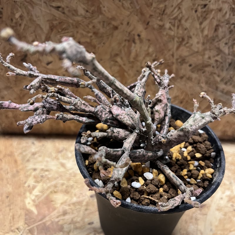 ユーフォルビア プラティクラダ | GREEN LUCK