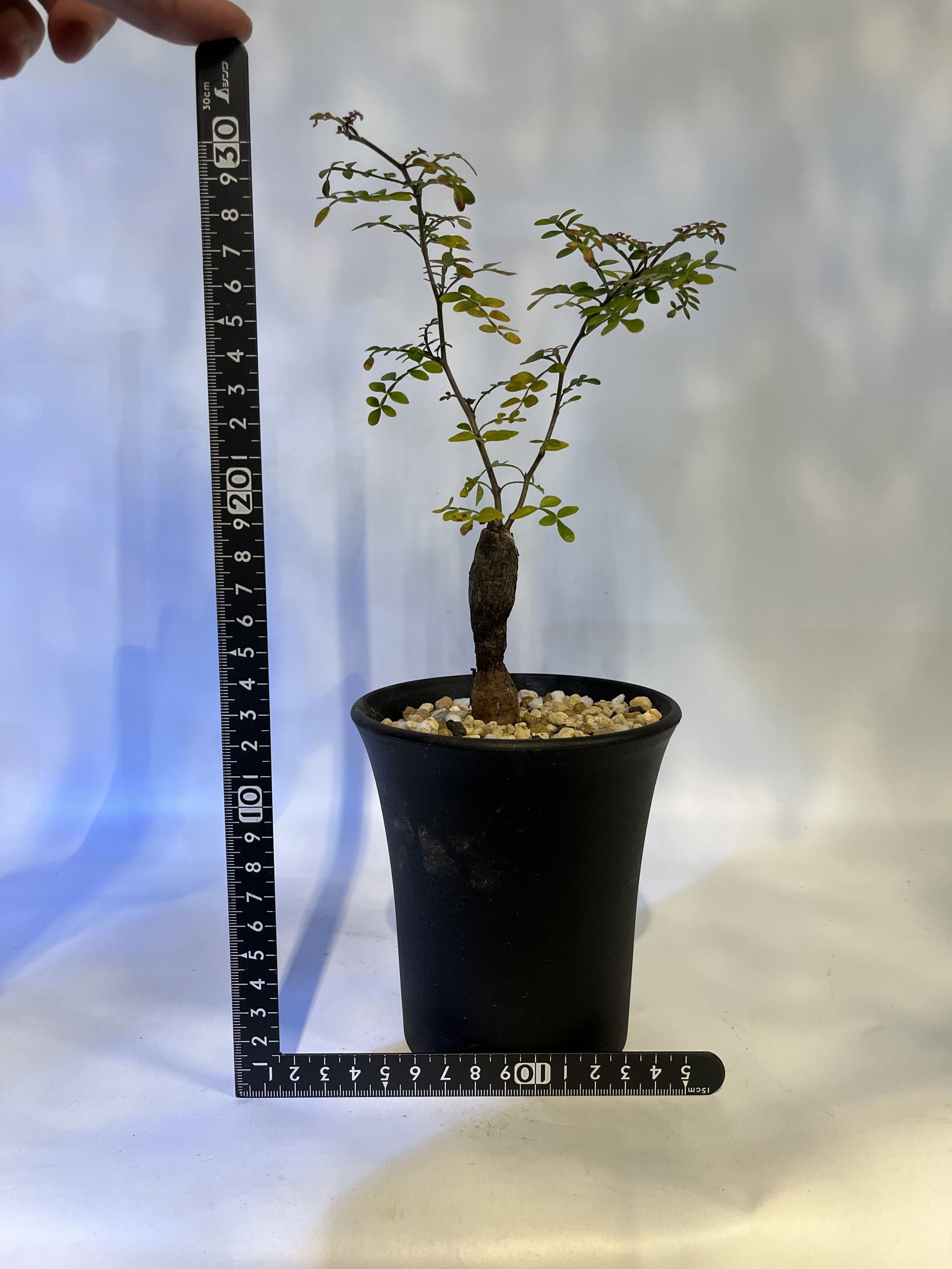 極太　巨木感　低重心　Bonsai　激渋　発根済　オペルクリカリア　デカリー original