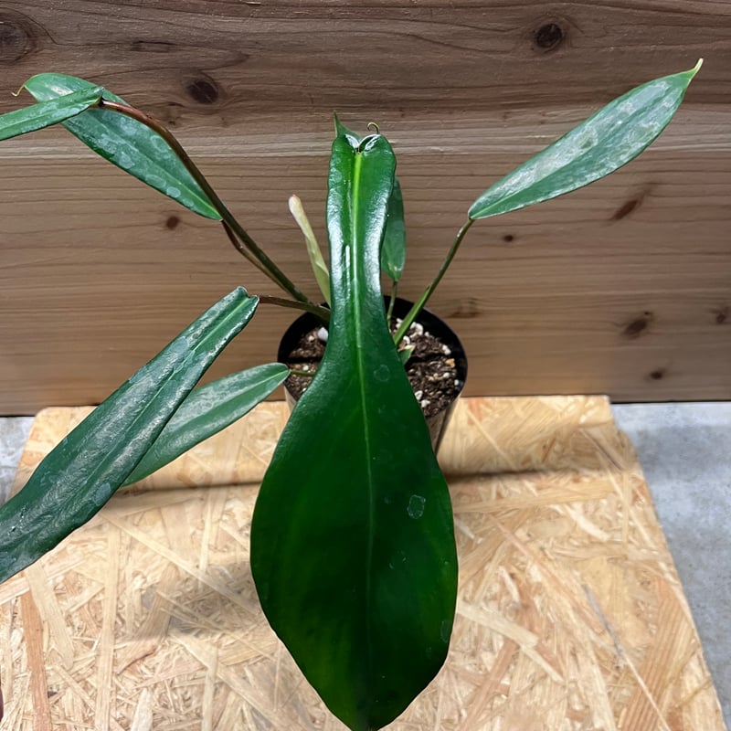 フィロデンドロン ジョーピー | GREEN LUCK