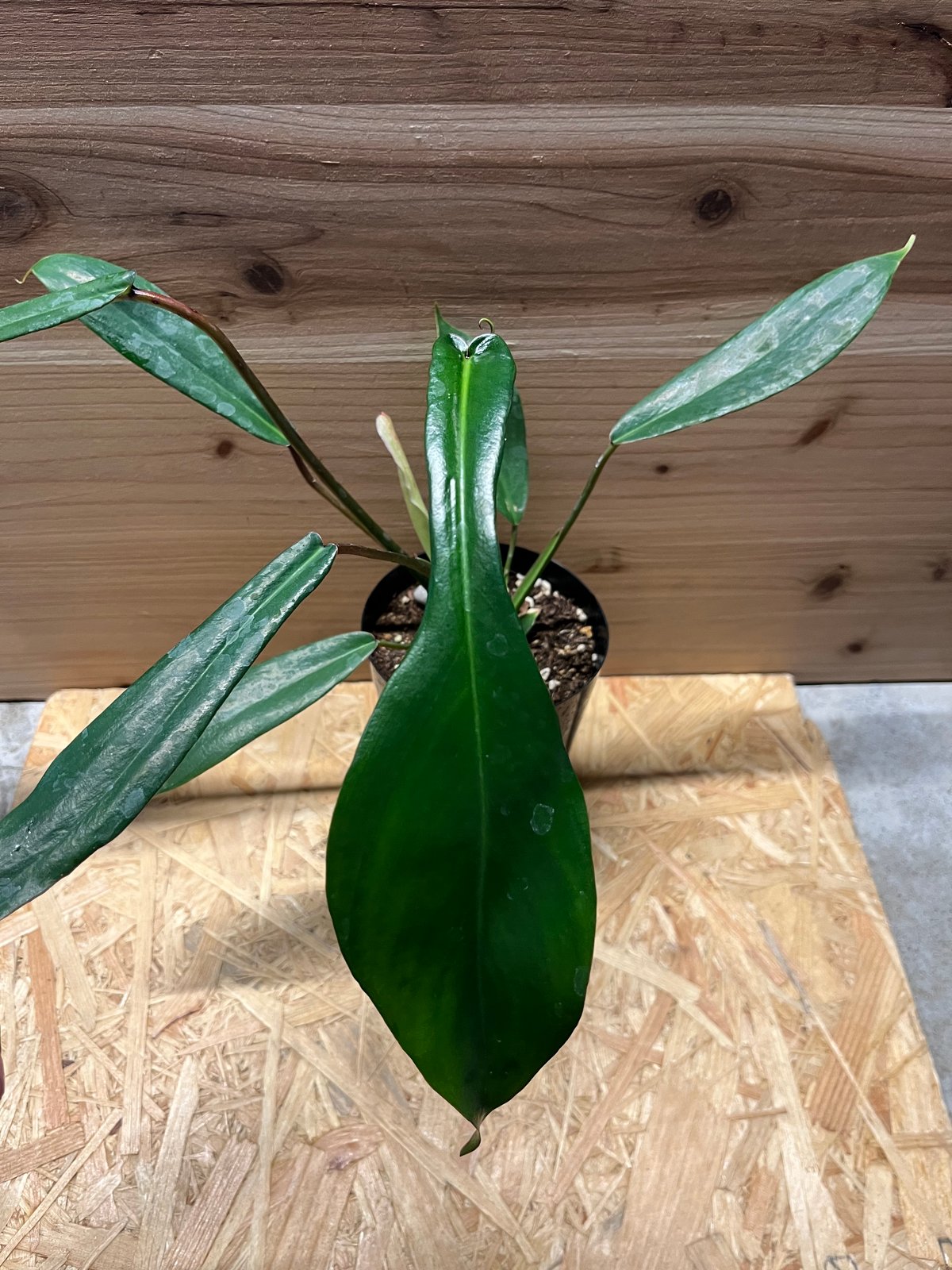 フィロデンドロン・ジョーピー斑入り Philodendron Joepii v. 【公式通販】