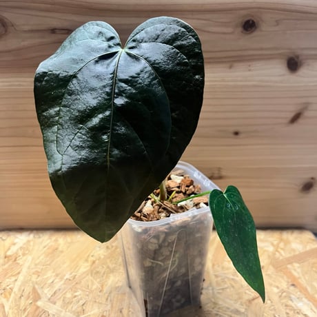 ハワイ製 陶磁器 アンスリウム【ハート型】小皿・小物入れ（現地購入品） Amazon｜ハート小皿 6個セット P-36301｜小皿 オンライン通販