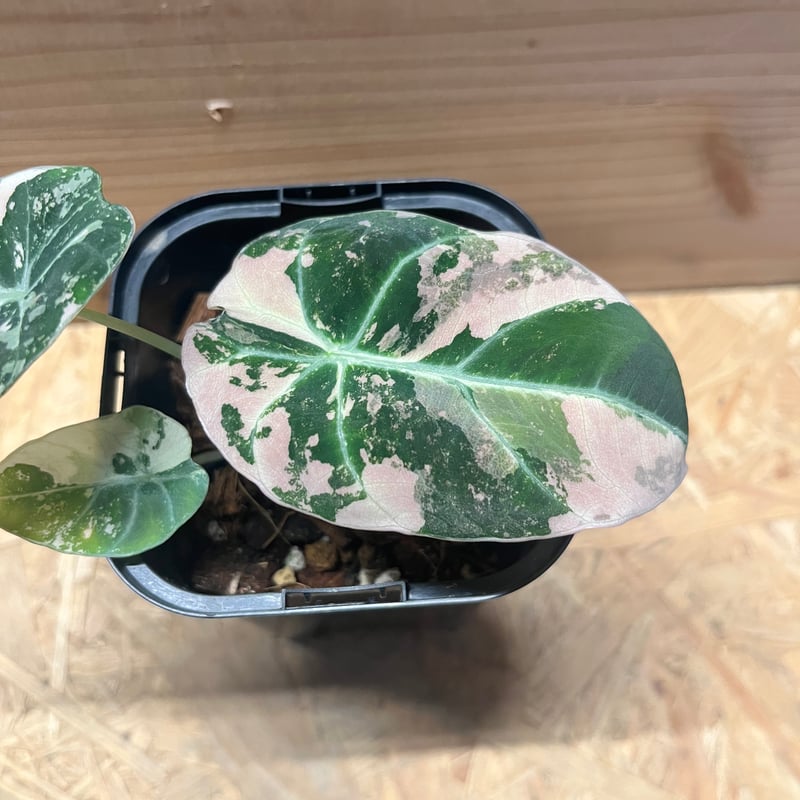 アロカシア ブラックベルベット ピンクバリエガータ | GREEN LUCK