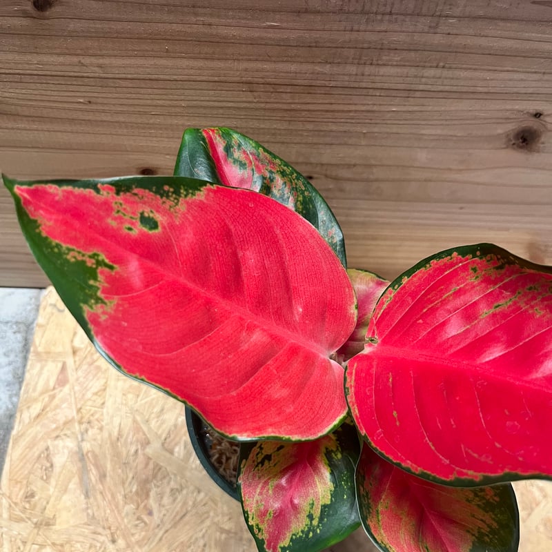 アグラオネマ アグラオネマ レッドアーミー | GREEN LUCK