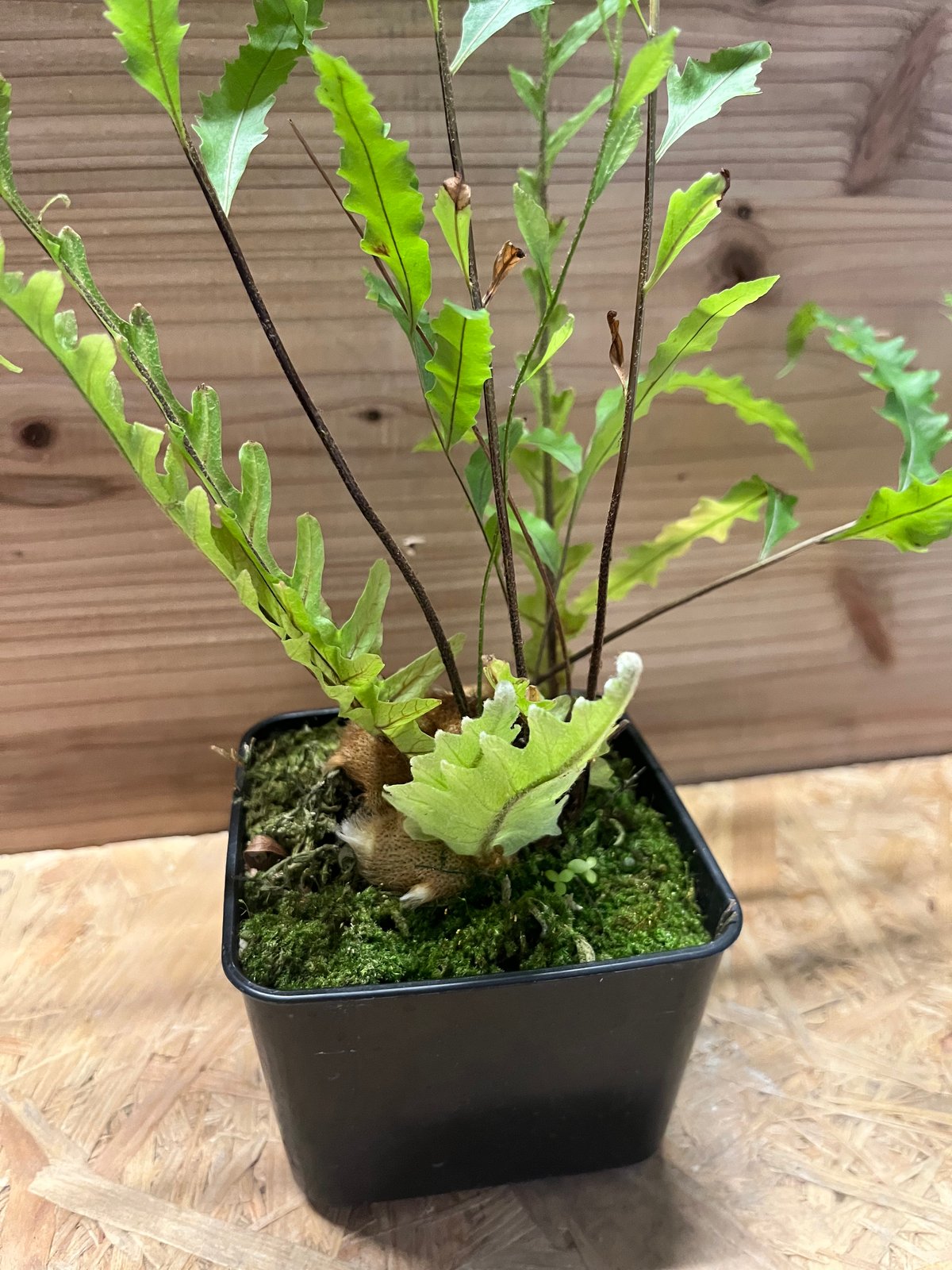 ドリナリア　フロリダ ドリナリア フロリダ | GREEN LUCK