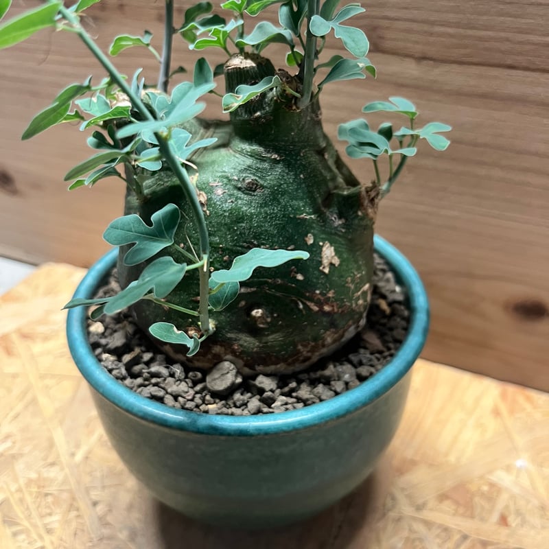 アデニア スピノーサ 2年管理 鉢ごと アデニア・スピノーサ