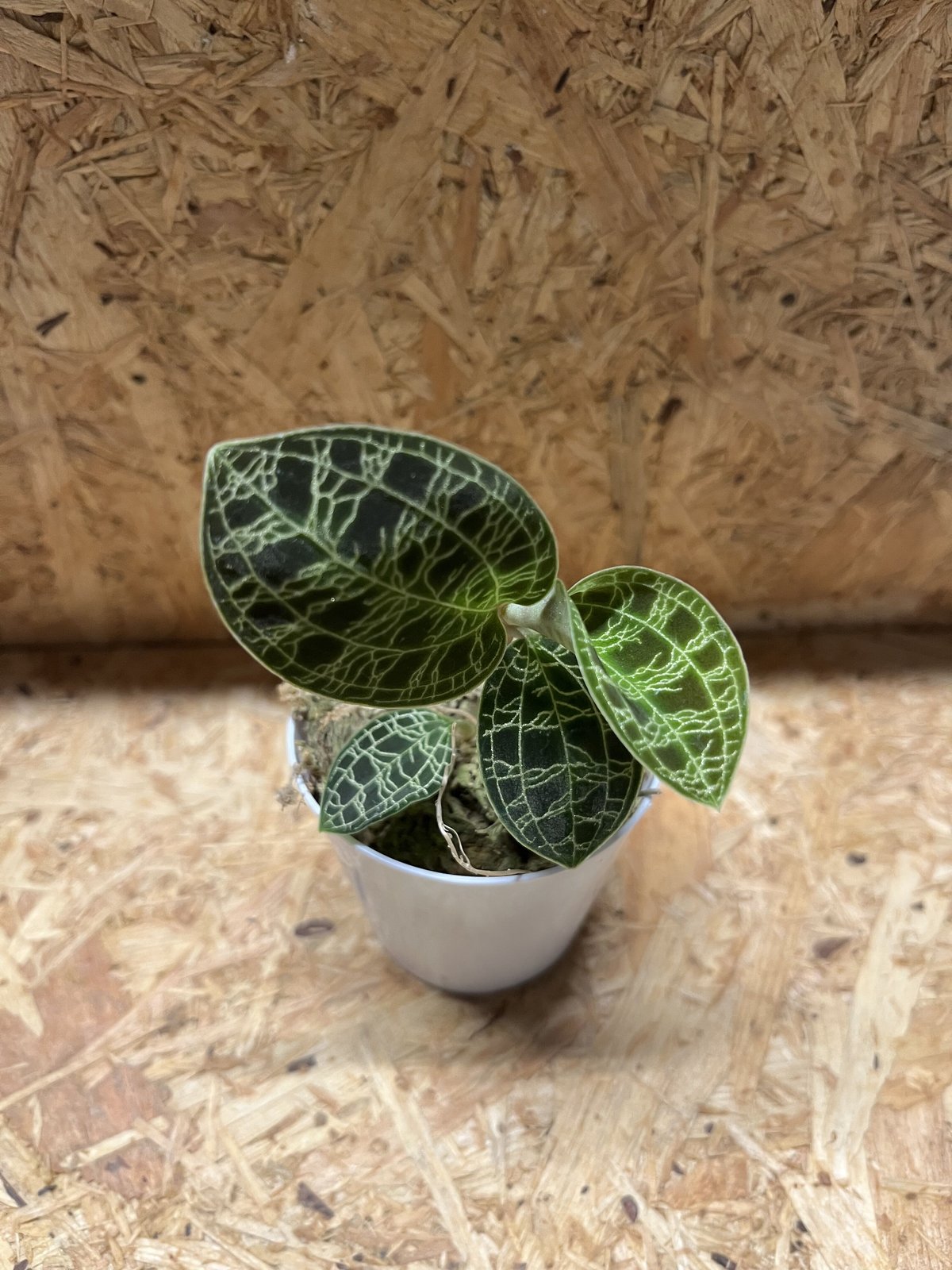 ジュエルオーキッド マコデスペトラ | GREEN LUCK