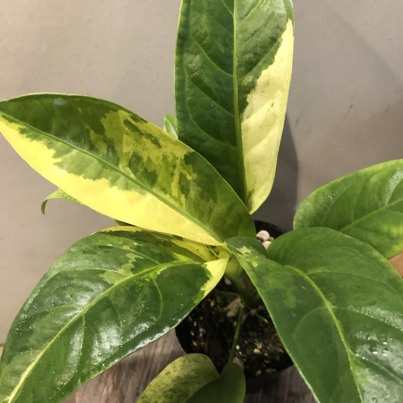 【HS】アンスリウム　斑入り アンスリウム・フーケリー 斑入り 2号 順化済み – RARE PLANTS