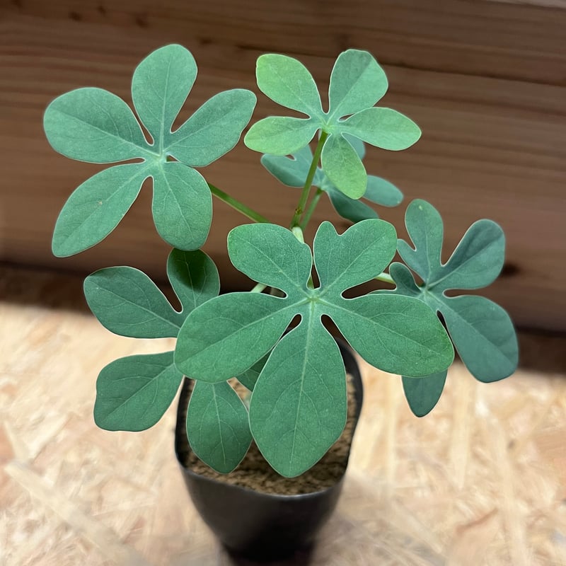 アデニア グラウカ | GREEN LUCK