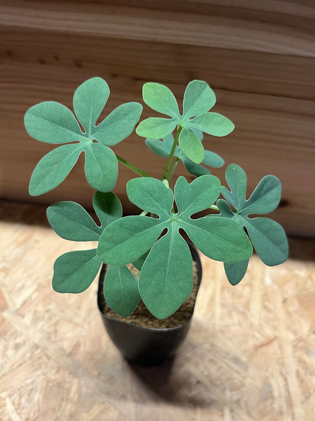 アデニア グラウカ | GREEN LUCK